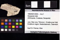 Foto (Objket + Etiketten) von Decapoda indet. 